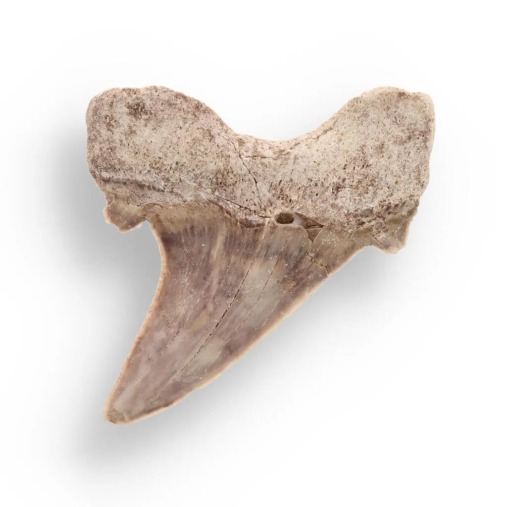 Buy your Shark Tooth Legacy of Oceans online now or in store at Forever Gems in Franschhoek, South Africa