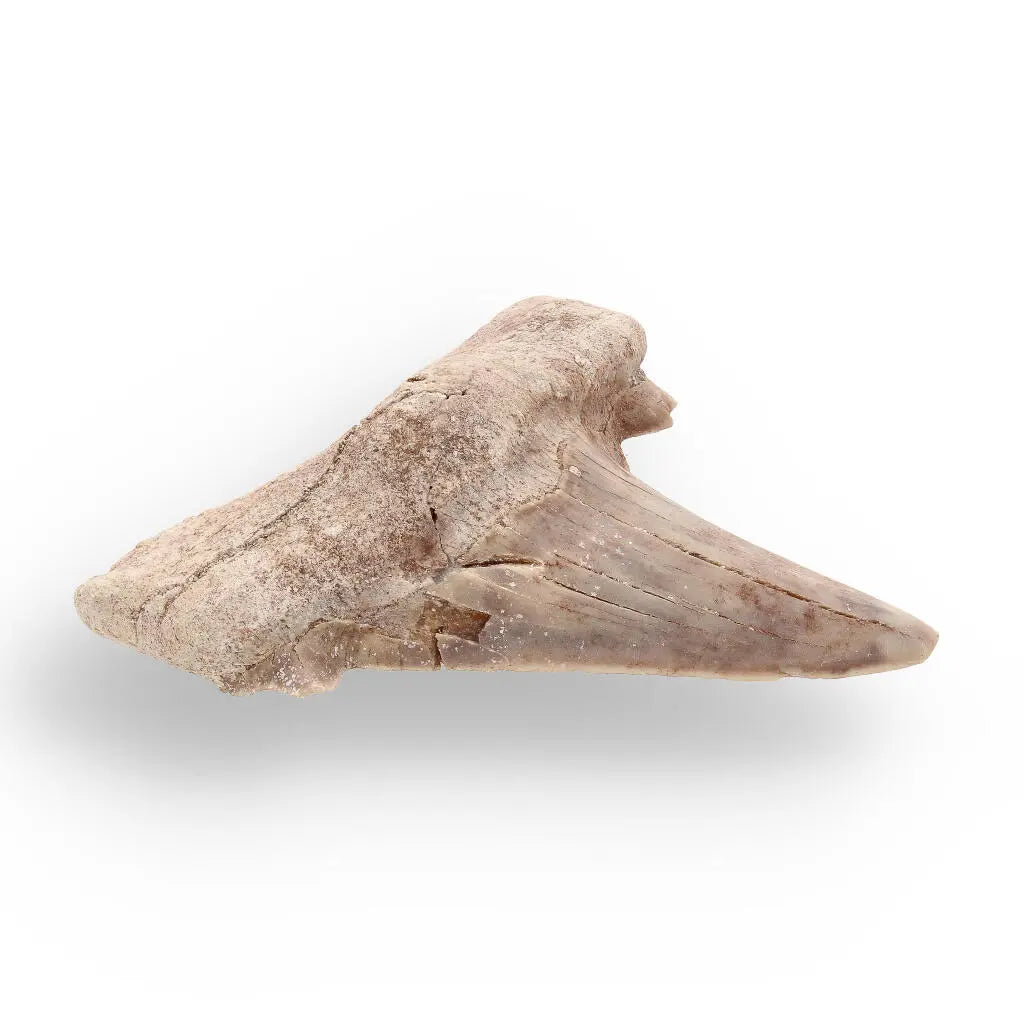 Buy your Shark Tooth Legacy of Oceans online now or in store at Forever Gems in Franschhoek, South Africa