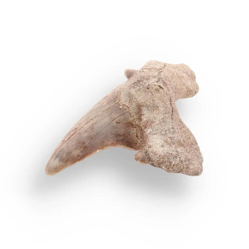Buy your Shark Tooth Legacy of Oceans online now or in store at Forever Gems in Franschhoek, South Africa