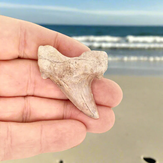 Buy your Shark Tooth Legacy of Oceans online now or in store at Forever Gems in Franschhoek, South Africa