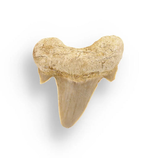 Buy your Fossilized Otodus Obliquus Tooth Wonder online now or in store at Forever Gems in Franschhoek, South Africa