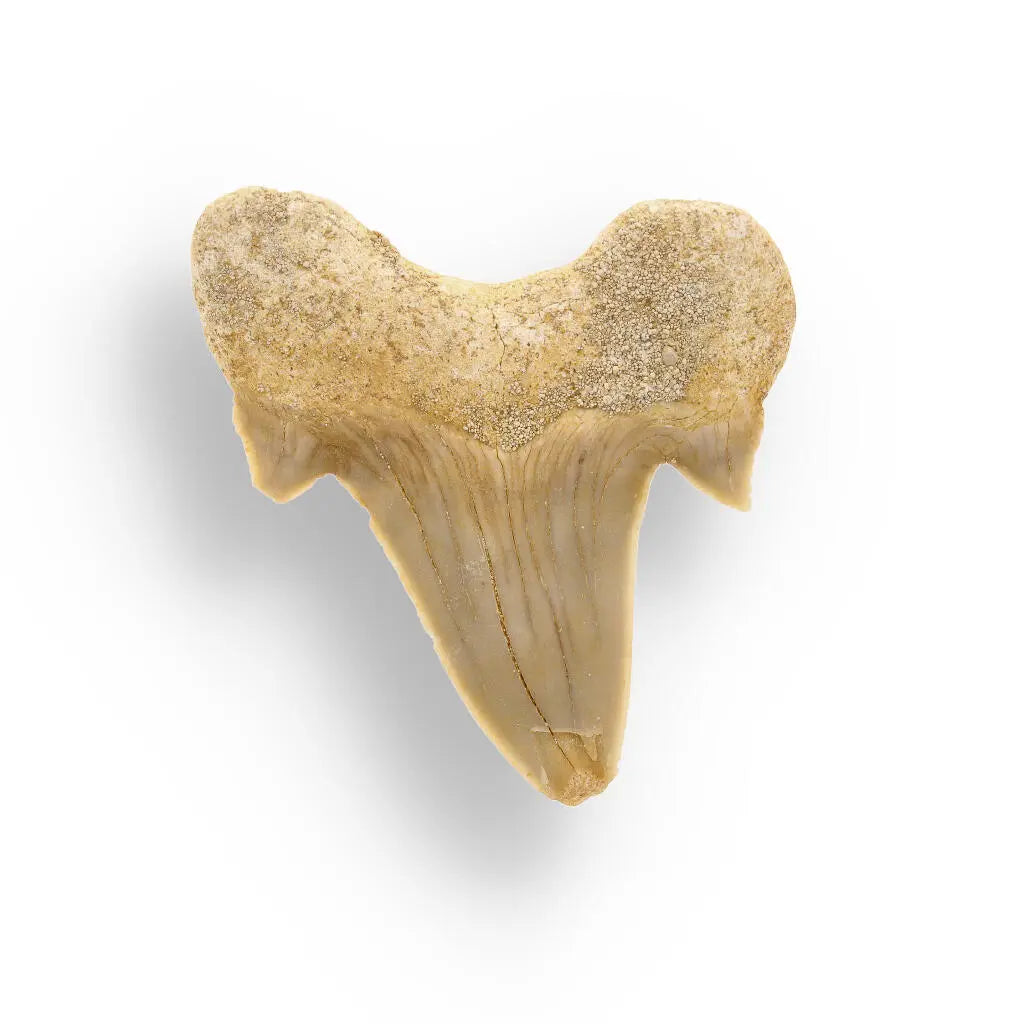 Buy your Fossilized Otodus Obliquus Tooth Wonder online now or in store at Forever Gems in Franschhoek, South Africa