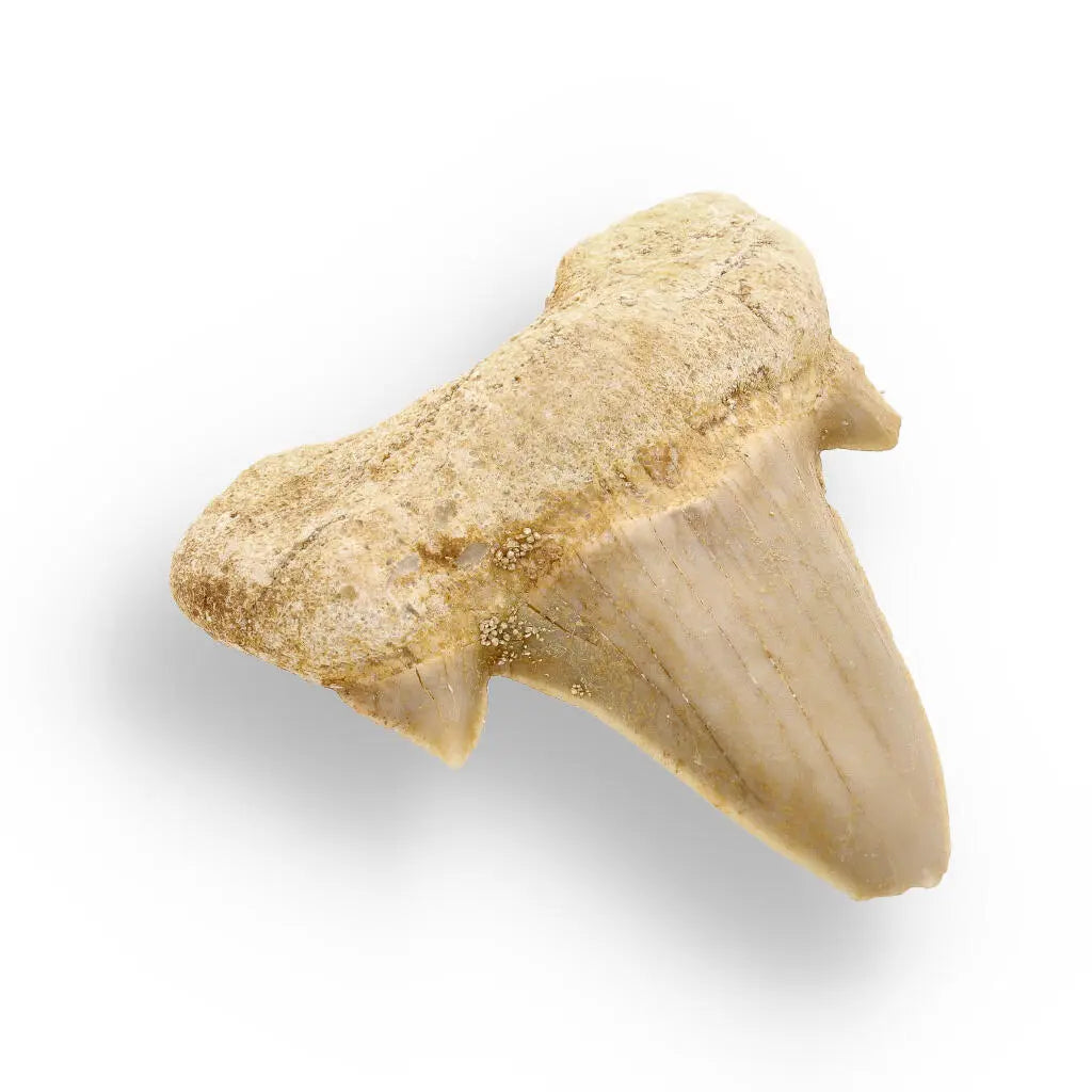 Buy your Fossilized Otodus Obliquus Tooth Wonder online now or in store at Forever Gems in Franschhoek, South Africa