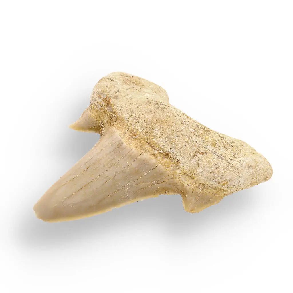 Buy your Fossilized Otodus Obliquus Tooth Wonder online now or in store at Forever Gems in Franschhoek, South Africa
