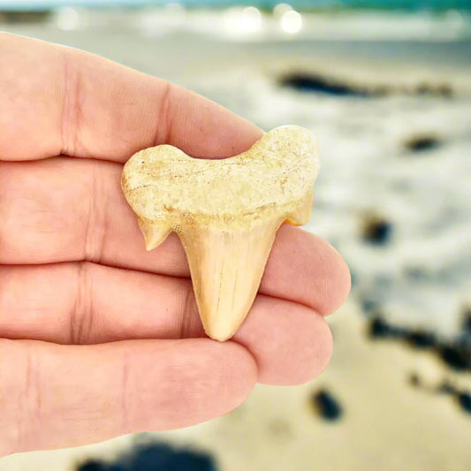 Buy your Fossilized Otodus Obliquus Tooth Wonder online now or in store at Forever Gems in Franschhoek, South Africa