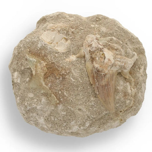 Get your Magnificent Otodus Obliquus Fossil Shark Tooth on Matrix from Morocco - 55 Million Year Ancient Predator online now or in store at Forever Gems in Franschhoek, South Africa