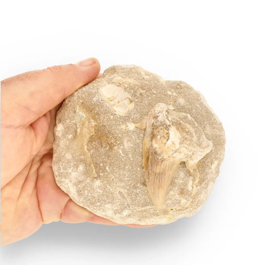 Get your Magnificent Otodus Obliquus Fossil Shark Tooth on Matrix from Morocco - 55 Million Year Ancient Predator online now or in store at Forever Gems in Franschhoek, South Africa