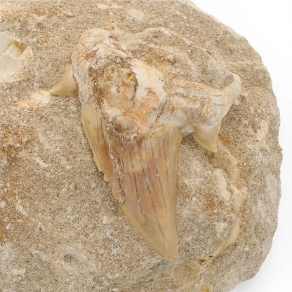 Get your Magnificent Otodus Obliquus Fossil Shark Tooth on Matrix from Morocco - 55 Million Year Ancient Predator online now or in store at Forever Gems in Franschhoek, South Africa