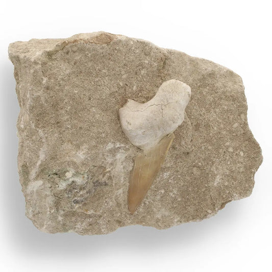 Get your Otodus Obliquus Fossil Shark Tooth on Matrix from Morocco online now or in store at Forever Gems in Franschhoek, South Africa