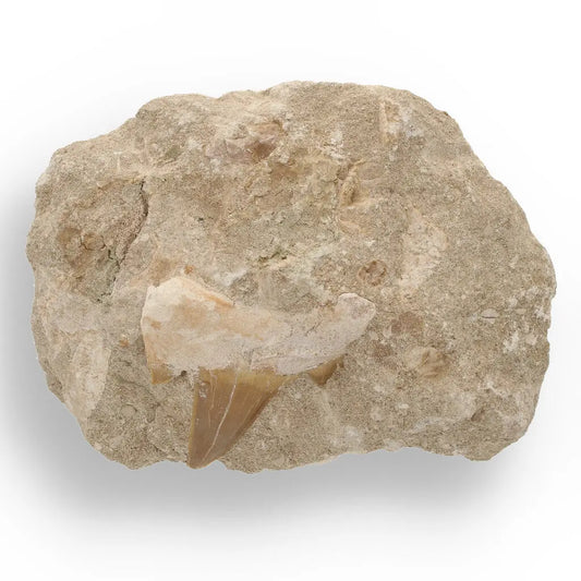 Get your Magnificent Otodus Obliquus Shark Tooth on Matrix from Oulad Abdoun Basin, Morocco - 55 Million Year Old Paleocene Gia online now or in store at Forever Gems in Franschhoek, South Africa