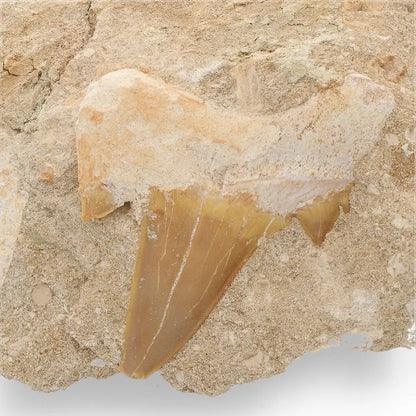 Get your Magnificent Otodus Obliquus Shark Tooth on Matrix from Oulad Abdoun Basin, Morocco - 55 Million Year Old Paleocene Gia online now or in store at Forever Gems in Franschhoek, South Africa