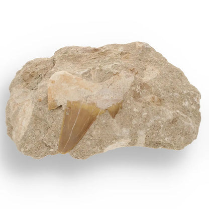 Get your Magnificent Otodus Obliquus Shark Tooth on Matrix from Oulad Abdoun Basin, Morocco - 55 Million Year Old Paleocene Gia online now or in store at Forever Gems in Franschhoek, South Africa