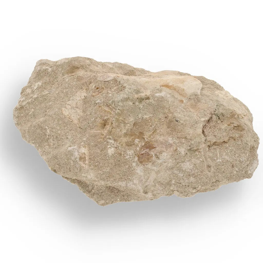 Get your Magnificent Otodus Obliquus Shark Tooth on Matrix from Oulad Abdoun Basin, Morocco - 55 Million Year Old Paleocene Gia online now or in store at Forever Gems in Franschhoek, South Africa