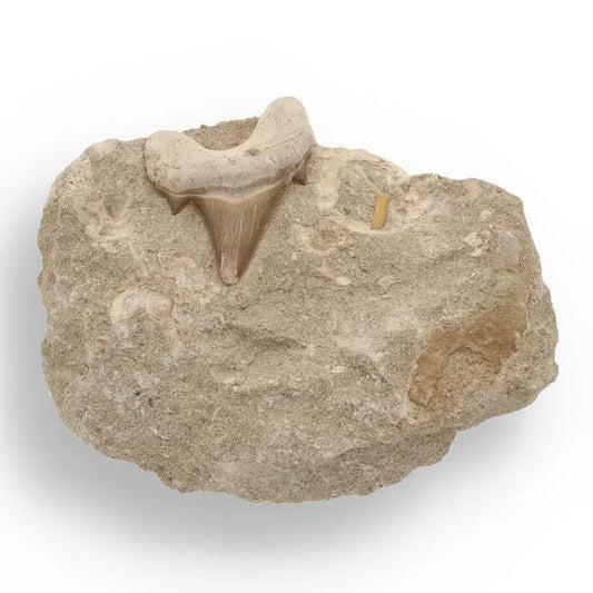 Get your Majestic Otodus Obliquus Shark Tooth on Matrix from Morocco online now or in store at Forever Gems in Franschhoek, South Africa
