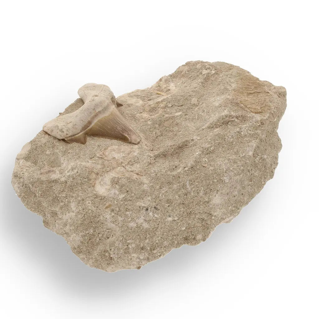 Get your Majestic Otodus Obliquus Shark Tooth on Matrix from Morocco online now or in store at Forever Gems in Franschhoek, South Africa
