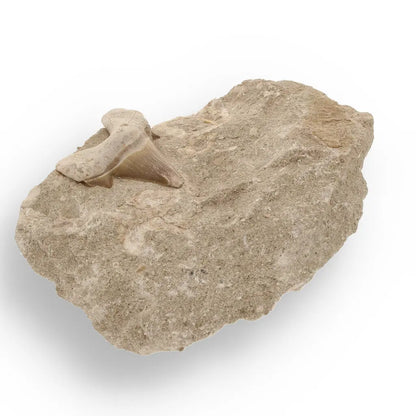Get your Majestic Otodus Obliquus Shark Tooth on Matrix from Morocco online now or in store at Forever Gems in Franschhoek, South Africa