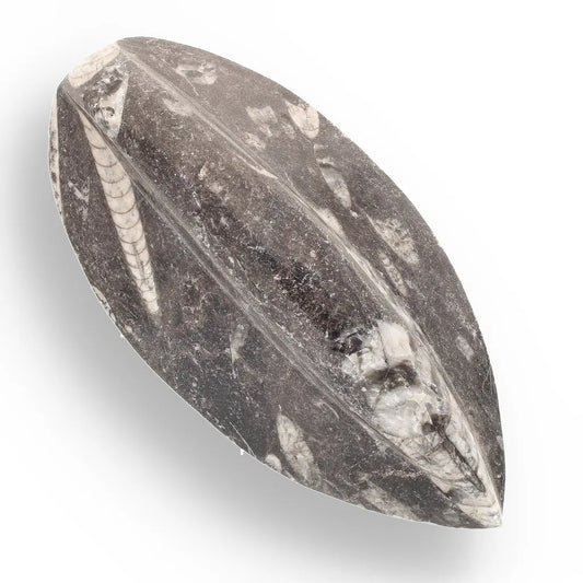 Get your Orthoceras Fossil - Meet the Ancient Squid's Ancestor online now or in store at Forever Gems in Franschhoek, South Africa