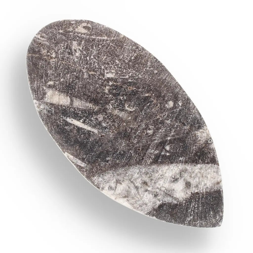 Get your Orthoceras Fossil - Meet the Ancient Squid's Ancestor online now or in store at Forever Gems in Franschhoek, South Africa