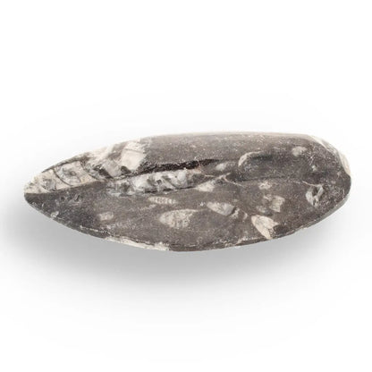 Get your Orthoceras Fossil - Meet the Ancient Squid's Ancestor online now or in store at Forever Gems in Franschhoek, South Africa
