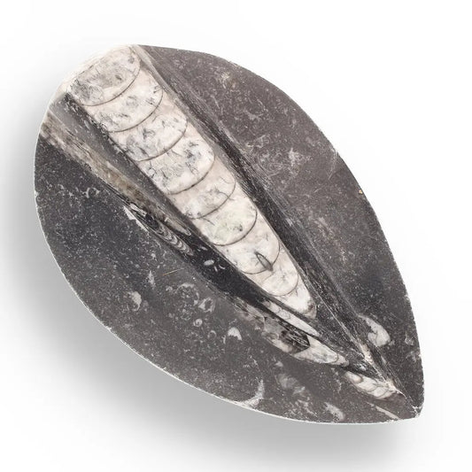 Get your Orthoceras from Ancient Moroccan Seas - Your First Fossil Friend online now or in store at Forever Gems in Franschhoek, South Africa