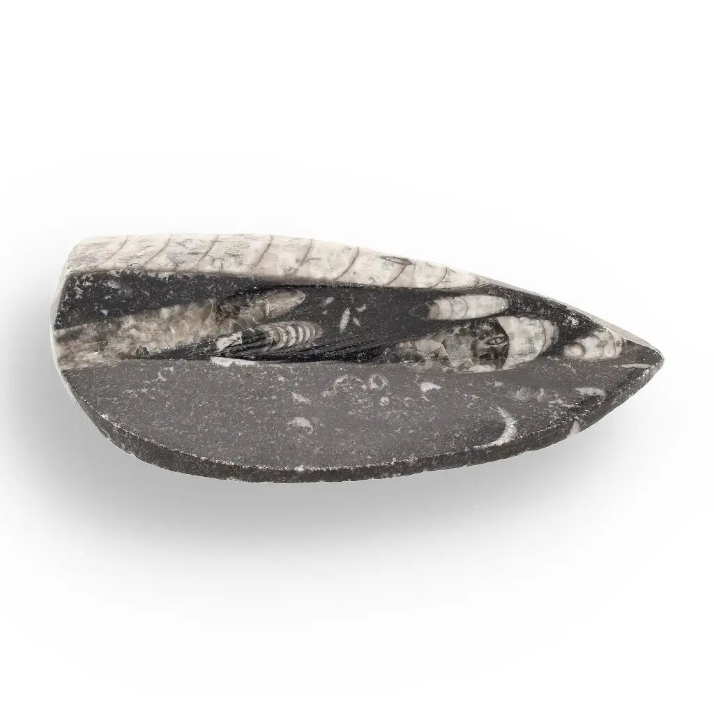 Get your Orthoceras from Ancient Moroccan Seas - Your First Fossil Friend online now or in store at Forever Gems in Franschhoek, South Africa
