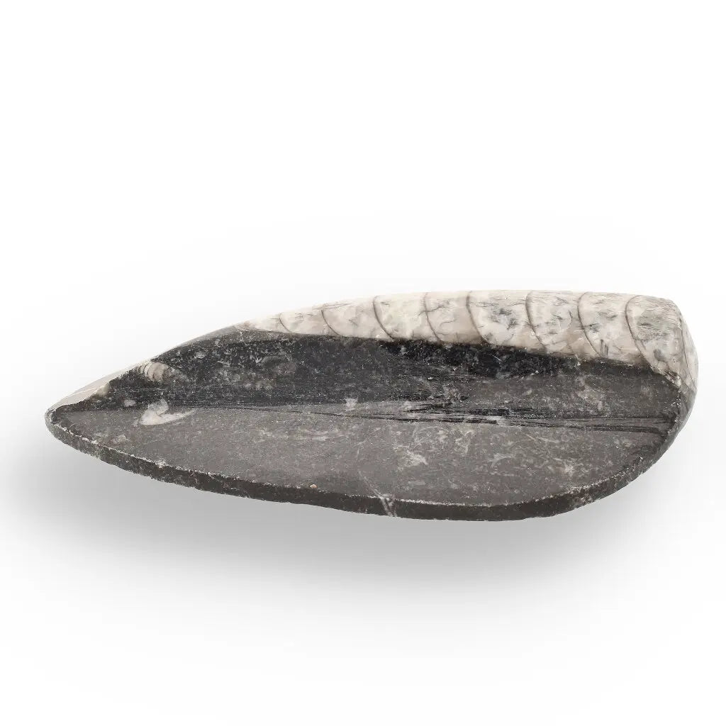 Get your Orthoceras from Ancient Moroccan Seas - Your First Fossil Friend online now or in store at Forever Gems in Franschhoek, South Africa