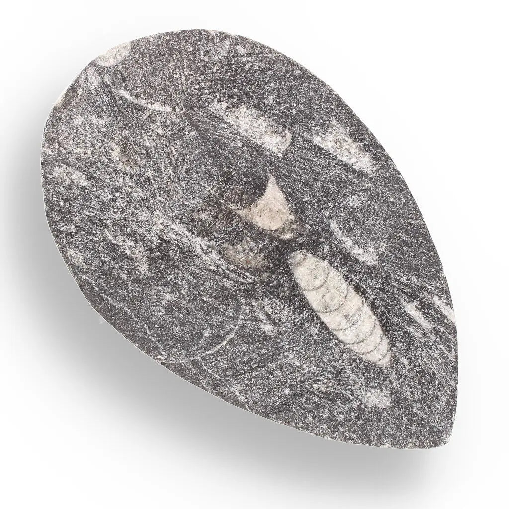 Get your Orthoceras from Ancient Moroccan Seas - Your First Fossil Friend online now or in store at Forever Gems in Franschhoek, South Africa