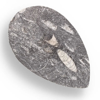 Get your Orthoceras from Ancient Moroccan Seas - Your First Fossil Friend online now or in store at Forever Gems in Franschhoek, South Africa