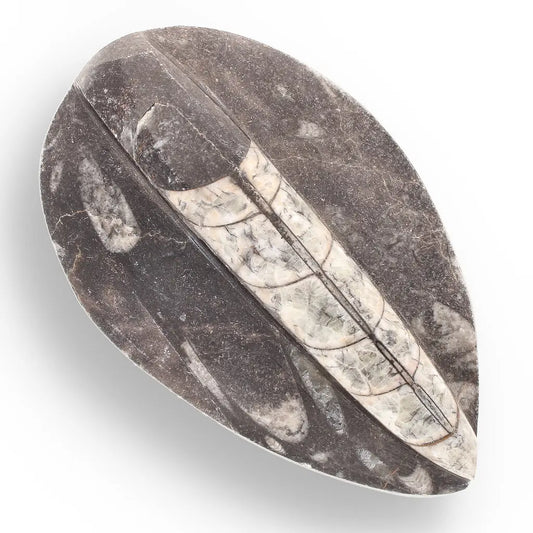 Get your Orthoceras Fossil Gift for Nature Lovers - Ancient Ocean Treasure online now or in store at Forever Gems in Franschhoek, South Africa