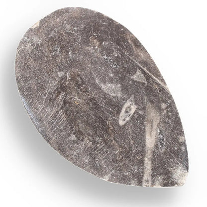 Get your Orthoceras Fossil Gift for Nature Lovers - Ancient Ocean Treasure online now or in store at Forever Gems in Franschhoek, South Africa