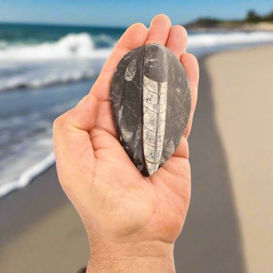 Get your Orthoceras Fossil Gift for Nature Lovers - Ancient Ocean Treasure online now or in store at Forever Gems in Franschhoek, South Africa