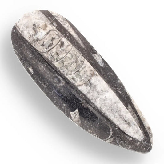 Get your Orthoceras Straight Shell Specimen - 500 Million Year Old Cephalopod Fossil online now or in store at Forever Gems in Franschhoek, South Africa