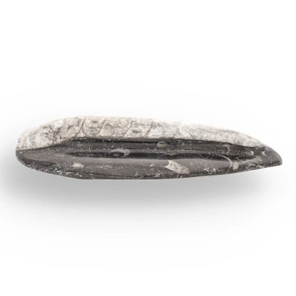 Get your Orthoceras Straight Shell Specimen - 500 Million Year Old Cephalopod Fossil online now or in store at Forever Gems in Franschhoek, South Africa