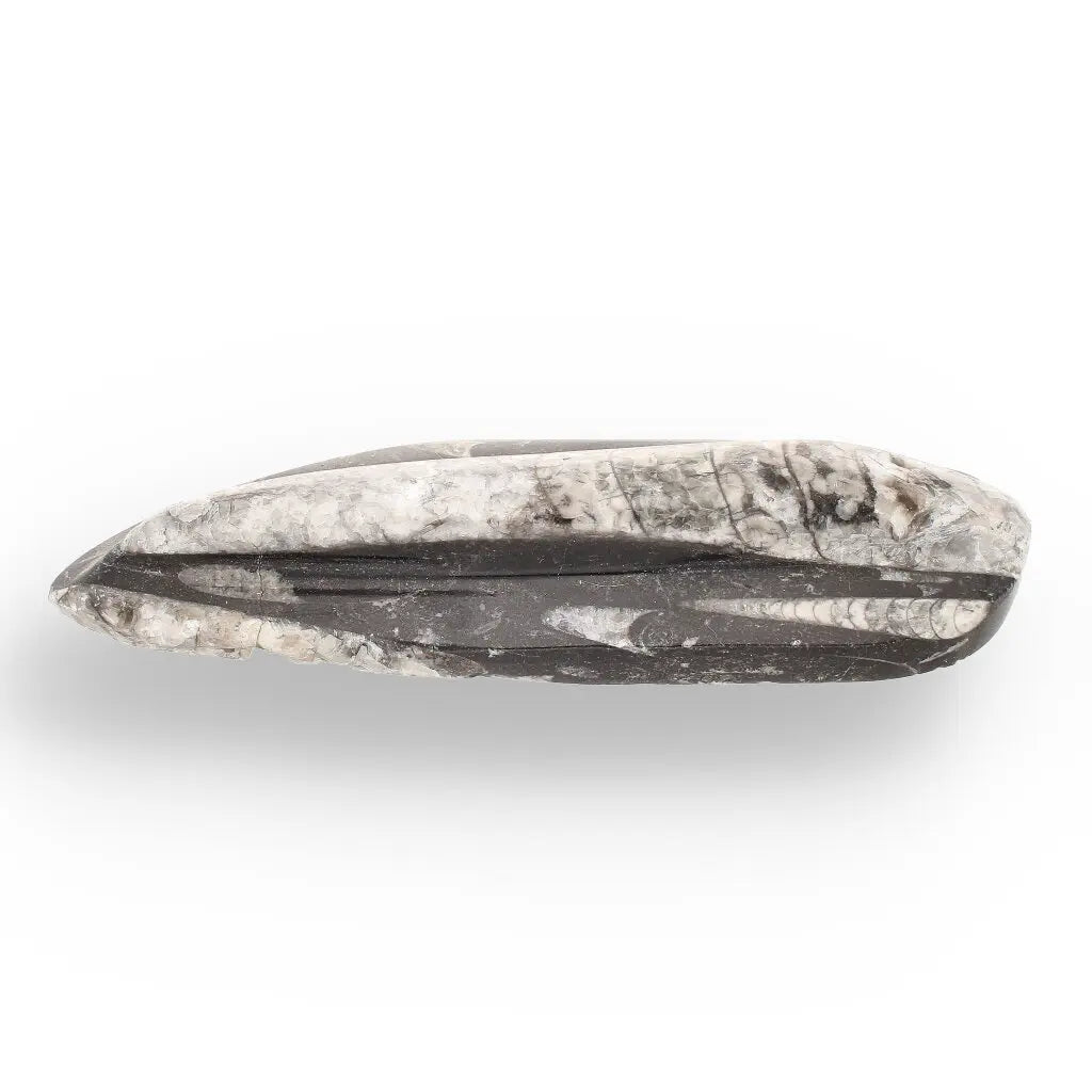 Get your Orthoceras Straight Shell Specimen - 500 Million Year Old Cephalopod Fossil online now or in store at Forever Gems in Franschhoek, South Africa