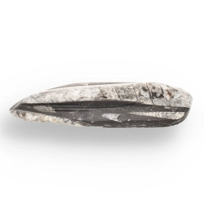 Get your Orthoceras Straight Shell Specimen - 500 Million Year Old Cephalopod Fossil online now or in store at Forever Gems in Franschhoek, South Africa