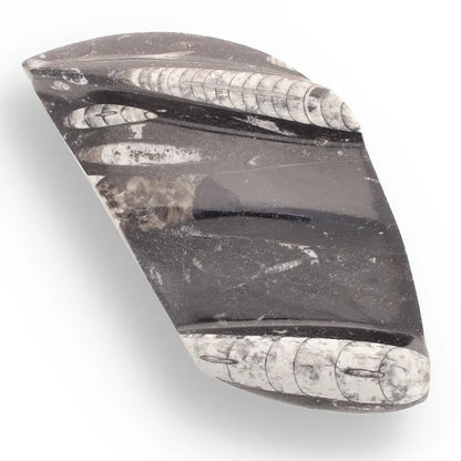 Get your Genuine Orthoceras Fossil from Morocco - Ancient Jet-Propelled Hunter online now or in store at Forever Gems in Franschhoek, South Africa
