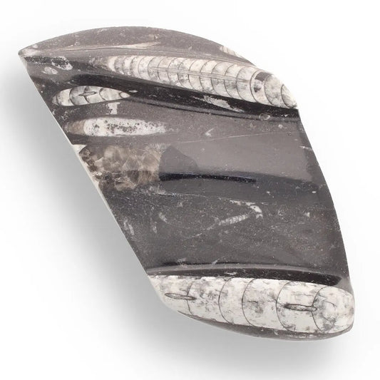 Get your Genuine Orthoceras Fossil from Morocco - Ancient Jet-Propelled Hunter online now or in store at Forever Gems in Franschhoek, South Africa