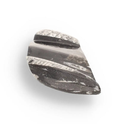 Get your Genuine Orthoceras Fossil from Morocco - Ancient Jet-Propelled Hunter online now or in store at Forever Gems in Franschhoek, South Africa