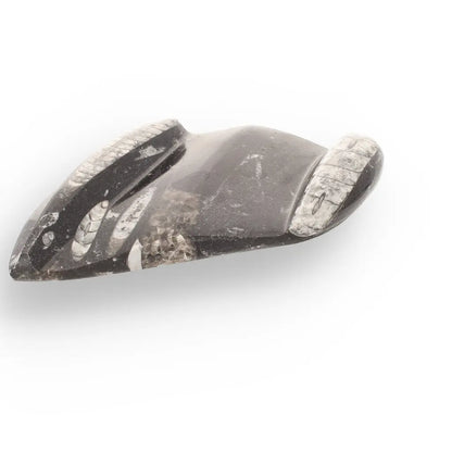 Get your Genuine Orthoceras Fossil from Morocco - Ancient Jet-Propelled Hunter online now or in store at Forever Gems in Franschhoek, South Africa