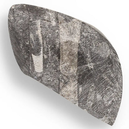 Get your Genuine Orthoceras Fossil from Morocco - Ancient Jet-Propelled Hunter online now or in store at Forever Gems in Franschhoek, South Africa