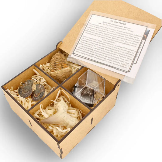 Get your From Ancient Seas to Falling Stars – A Fossil & Meteorite Treasure Chest online now or in store at Forever Gems in Franschhoek, South Africa