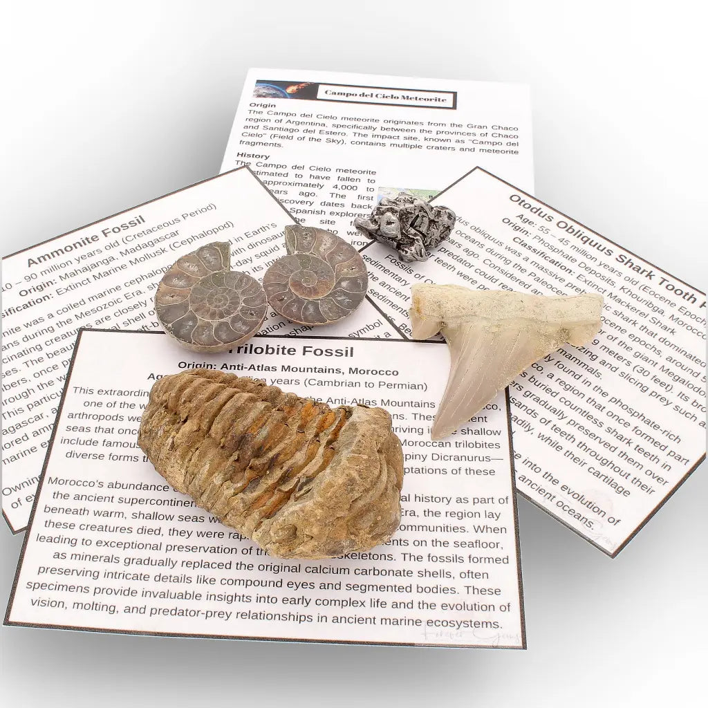 Get your From Ancient Seas to Falling Stars – A Fossil & Meteorite Treasure Chest online now or in store at Forever Gems in Franschhoek, South Africa