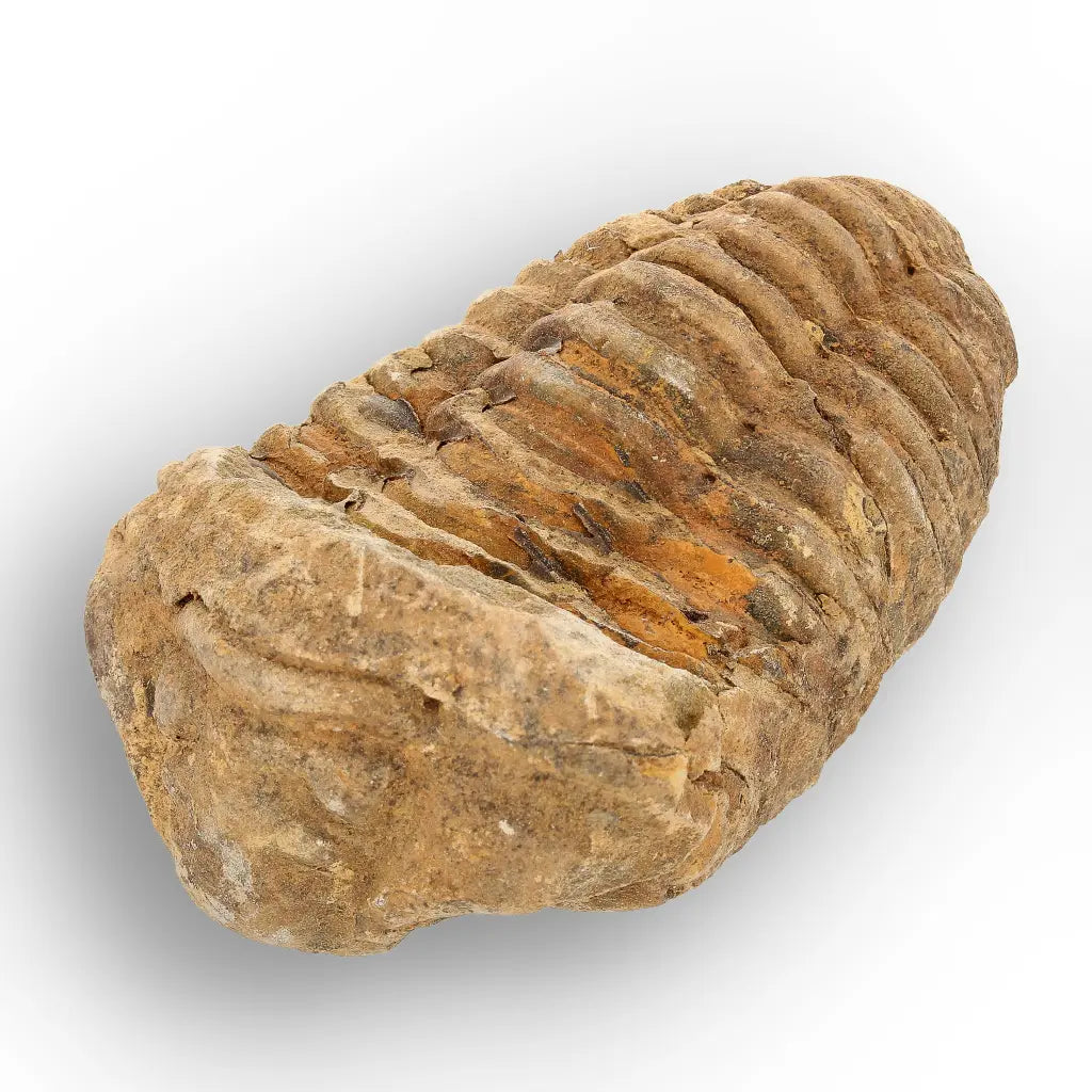 Get your From Ancient Seas to Falling Stars – A Fossil & Meteorite Treasure Chest online now or in store at Forever Gems in Franschhoek, South Africa