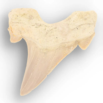 Get your From Ancient Seas to Falling Stars – A Fossil & Meteorite Treasure Chest online now or in store at Forever Gems in Franschhoek, South Africa