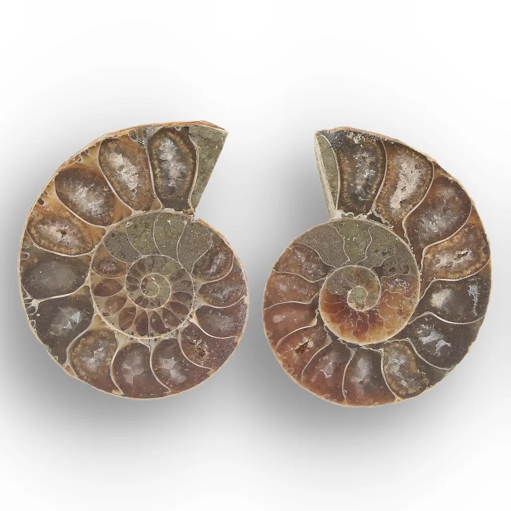 Get your From Ancient Seas to Falling Stars – A Fossil & Meteorite Treasure Chest online now or in store at Forever Gems in Franschhoek, South Africa