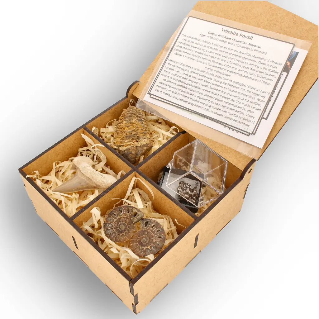 Get your From Ancient Seas to Falling Stars – A Fossil & Meteorite Treasure Chest online now or in store at Forever Gems in Franschhoek, South Africa