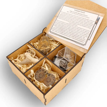 Get your From Ancient Seas to Falling Stars – A Fossil & Meteorite Treasure Chest online now or in store at Forever Gems in Franschhoek, South Africa