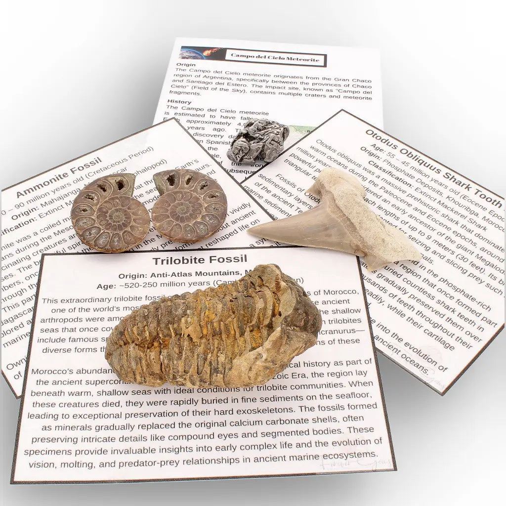 Get your From Ancient Seas to Falling Stars – A Fossil & Meteorite Treasure Chest online now or in store at Forever Gems in Franschhoek, South Africa