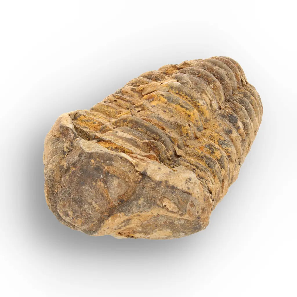 Get your From Ancient Seas to Falling Stars – A Fossil & Meteorite Treasure Chest online now or in store at Forever Gems in Franschhoek, South Africa