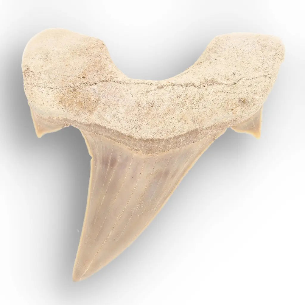 Get your From Ancient Seas to Falling Stars – A Fossil & Meteorite Treasure Chest online now or in store at Forever Gems in Franschhoek, South Africa